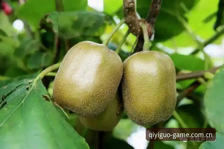 奇异果体育官方网站手机版到底值不值得下载？从技术角度一探究竟